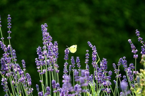 lavender-3508962_640