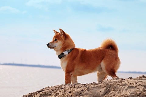 domestic-animal-g7012ee177_640