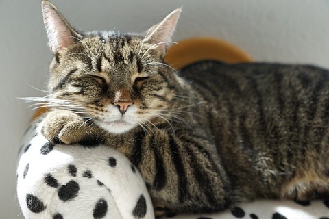 cat-2525341_640