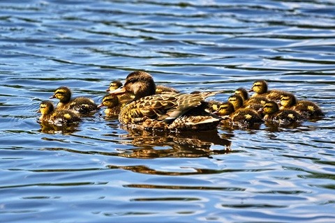 duckling-3456779_640