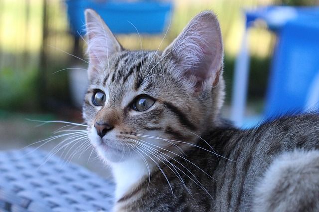 貴景勝の母親が美人すぎると話題 反応まとめ つぶちゃん Twitterまとめ