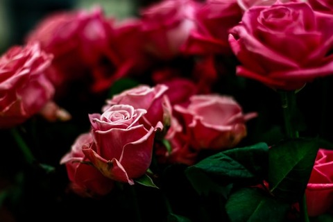 rowen-smith-BkPpSowjf68-unsplash