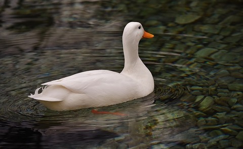peking-duck-2144957_640