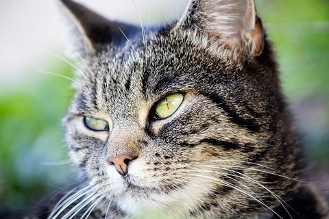 cat-4527990_640