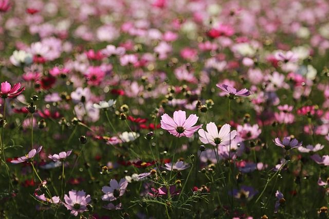 水ダウ クロちゃん 寝て起きてお花畑にいたら死んだと思う説 が話題ｗ反応まとめ つぶちゃん Twitterまとめ