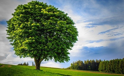 big-tree-3443533_640