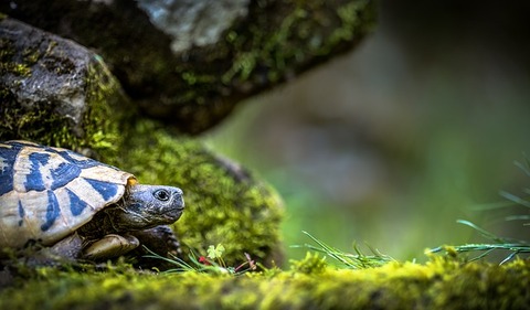 turtle-3340266_640