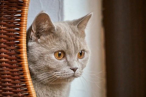 cat-4748330_640