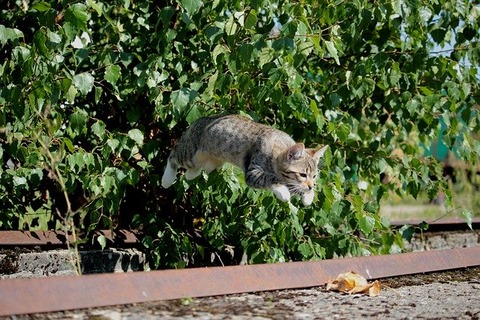 cat-913059_640