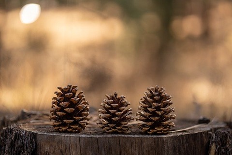 pinecones-4762992_640