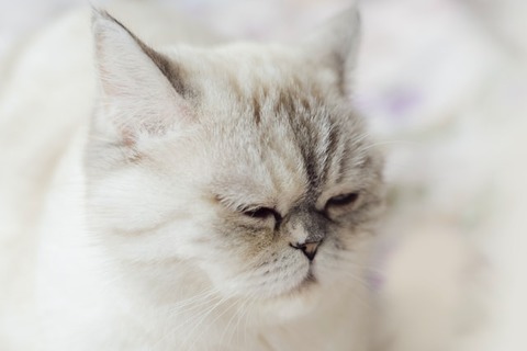 shaun-he-QQWICWktuYY-unsplash (1)