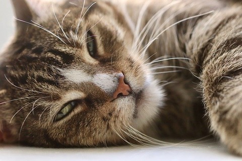 cat-4864605_640