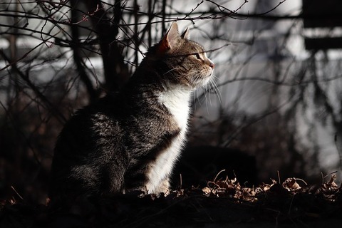 cat-4104921_640