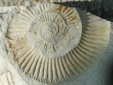 fossils-384823_640