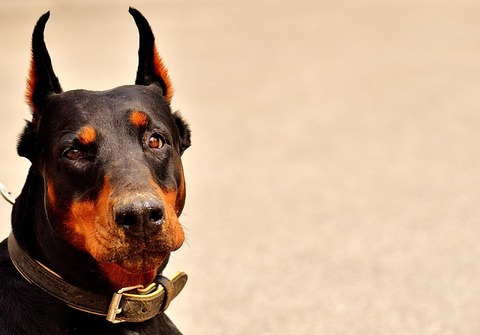 doberman-2441214_640