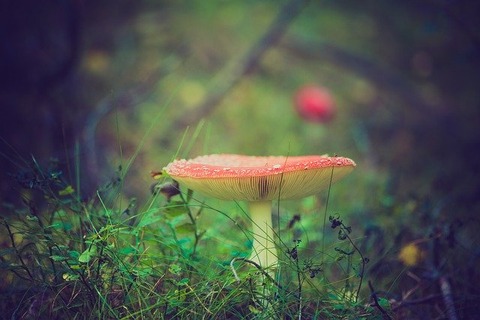 fly-agaric-919049_640