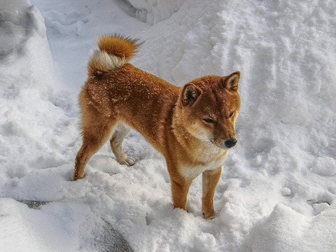 shiba-2928030_640