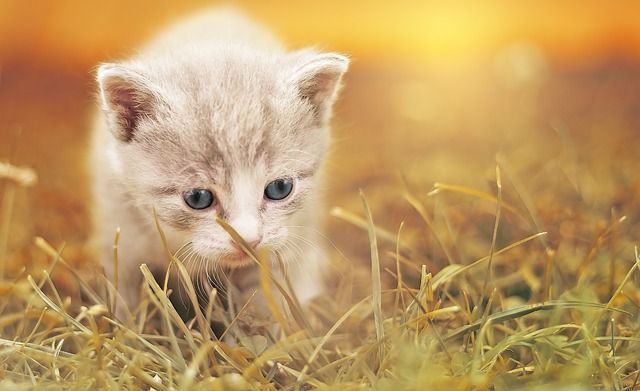 厳選 猫ツイート10選 18年3月 かわいい おもしろ ほのぼの まとめ つぶちゃん Twitterまとめ 厳選 猫ツイート10選 18年3月 かわいい おもしろ ほのぼの まとめ つぶちゃん Twitterまとめ