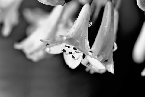 agapanthus-2515818_640