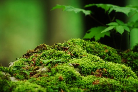 tobias-stonjeck-RCrrg1AKPu4-unsplash