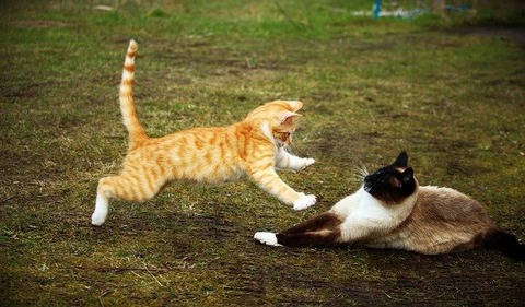 cat-1234945_640