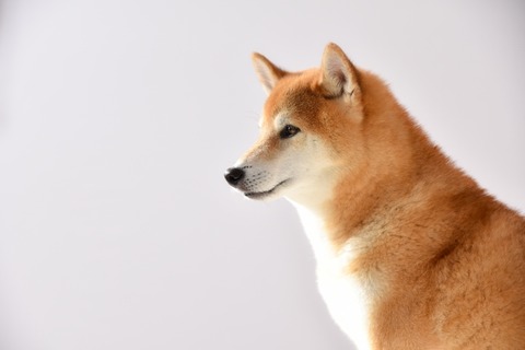 23343898_s