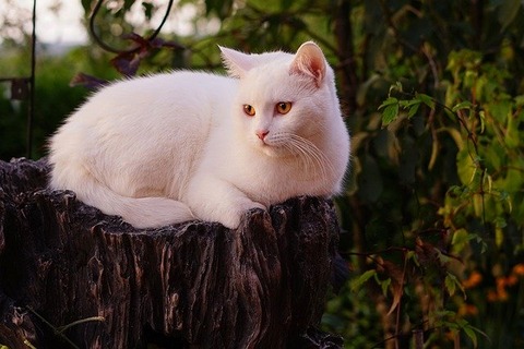 white-cat-4424507_640