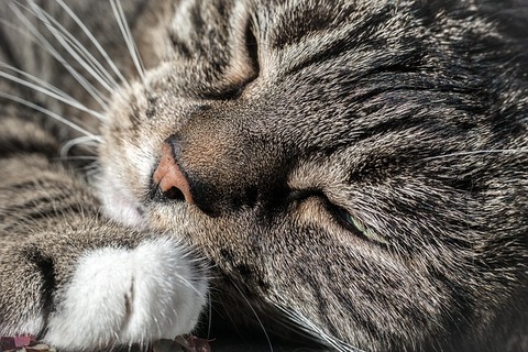 cat-934877_640