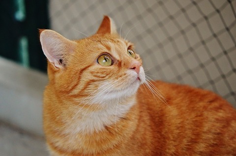 cat-1045081_640