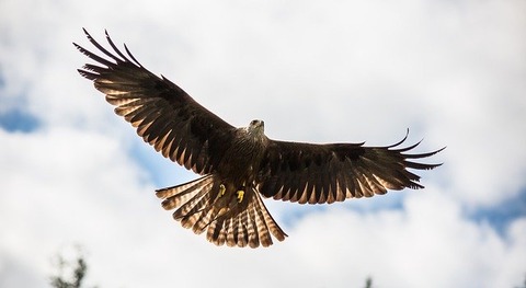 red-kite-1107398_640