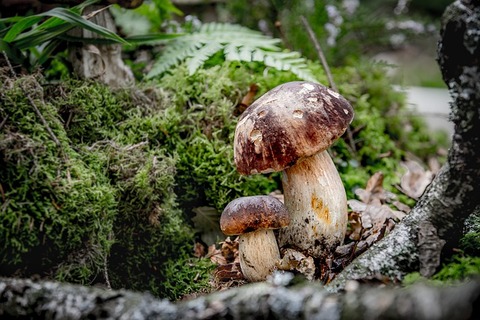 mushroom-3349170_640