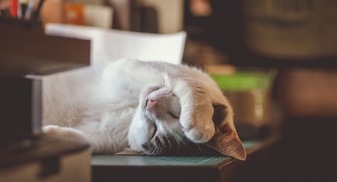 cat-3732264_640