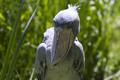 shoebill-2682189_640