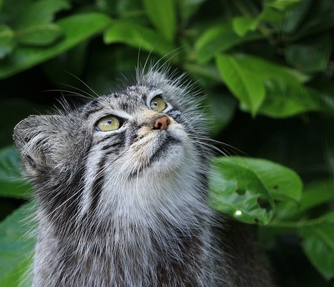 pallas-cat-275930_640