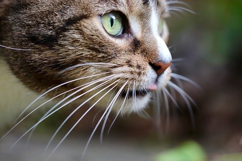 cat-4805756_640