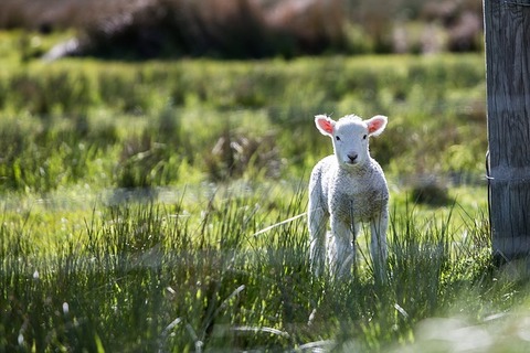 lamb-1081950_640