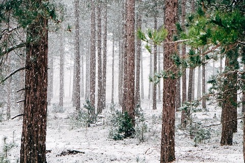woods-690257_640