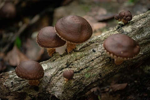 wild-shiitake-mushroom-ge1a646fc4_640