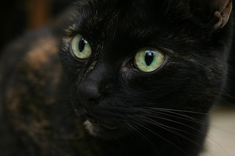 cat-3709991_640