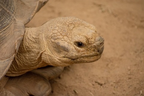 kyaw-zay-ya-ZvvJRBlbVxo-unsplash