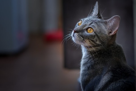 matheus-queiroz-bOy4OPu98lI-unsplash (1)