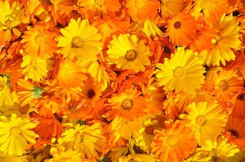 marigold-237828_640 (1)