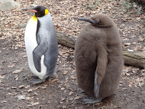 動画 皇帝ペンギンのヒナが 保育園 に入る映像がかわいいと話題 反応まとめ つぶちゃん Twitterまとめ 動画 皇帝ペンギンのヒナが 保育園 に入る映像がかわいいと話題 反応まとめ つぶちゃん Twitterまとめ