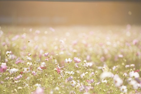 cosmos-flowers-1138041_640