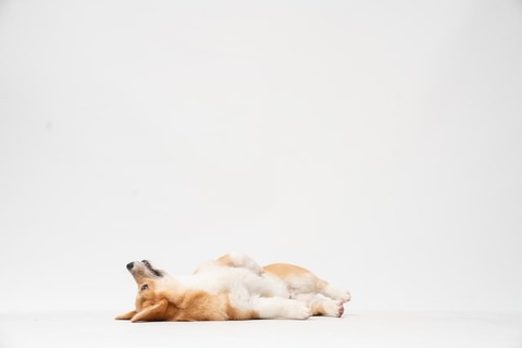 fatty-corgi-EpRAM95thHU-unsplash