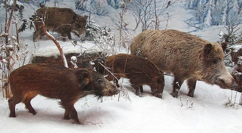 wild-boars-3080948_640