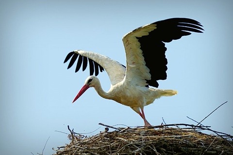 stork-839597_640