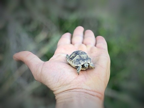 nature-gda133b614_640