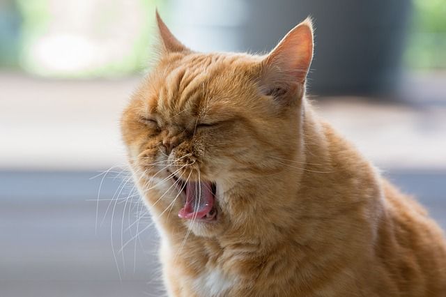 動画 家具を噛む猫を怒ったら 反応まとめ つぶちゃん Twitterまとめ 動画 家具を噛む猫を怒ったら 反応まとめ つぶちゃん Twitterまとめ