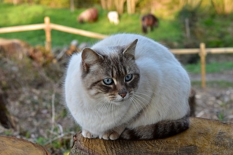 cat-4125536_640